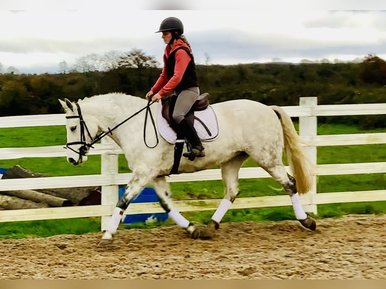 Connemara Giumenta 7 Anni 155 cm Grigio in Mountrath