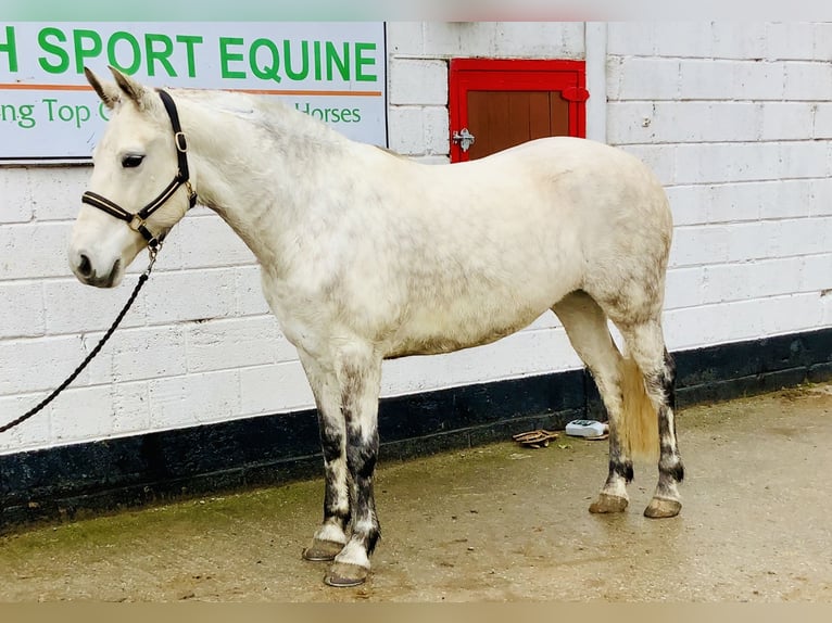 Connemara Giumenta 7 Anni 155 cm Grigio in Mountrath
