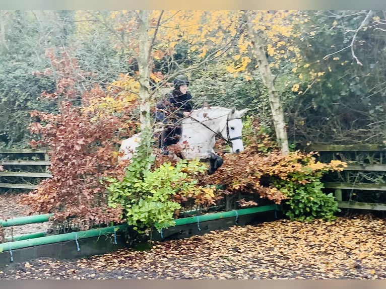 Connemara Giumenta 7 Anni 155 cm Grigio in Mountrath