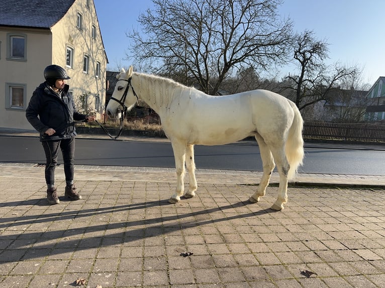 Connemara Giumenta 7 Anni Grigio pezzato in Lisberg