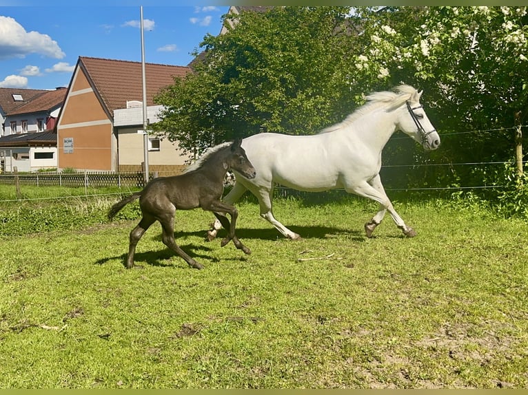 Connemara Giumenta 7 Anni Grigio pezzato in Lisberg