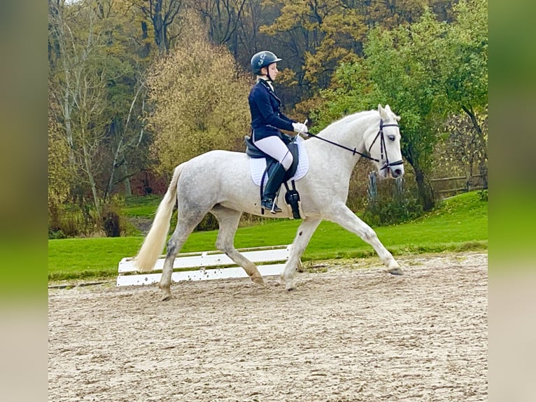 Connemara Giumenta 7 Anni Grigio pezzato in Lisberg