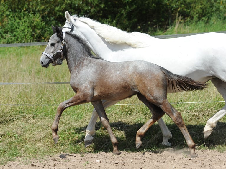 Connemara Giumenta 7 Anni Grigio pezzato in Lisberg