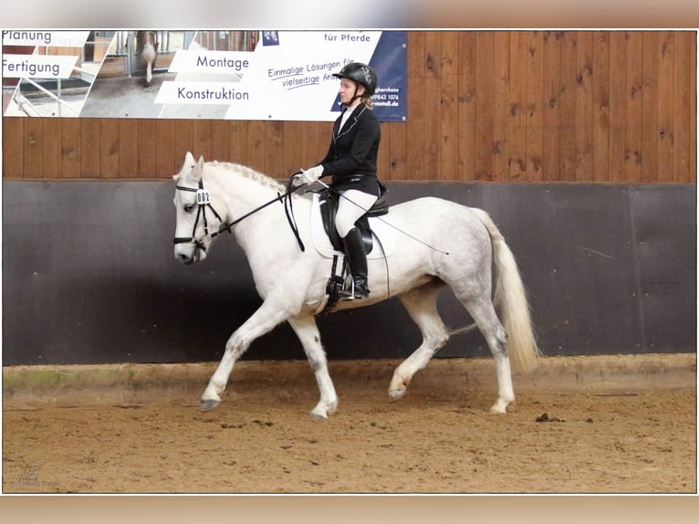 Connemara Giumenta 7 Anni Grigio pezzato in Lisberg