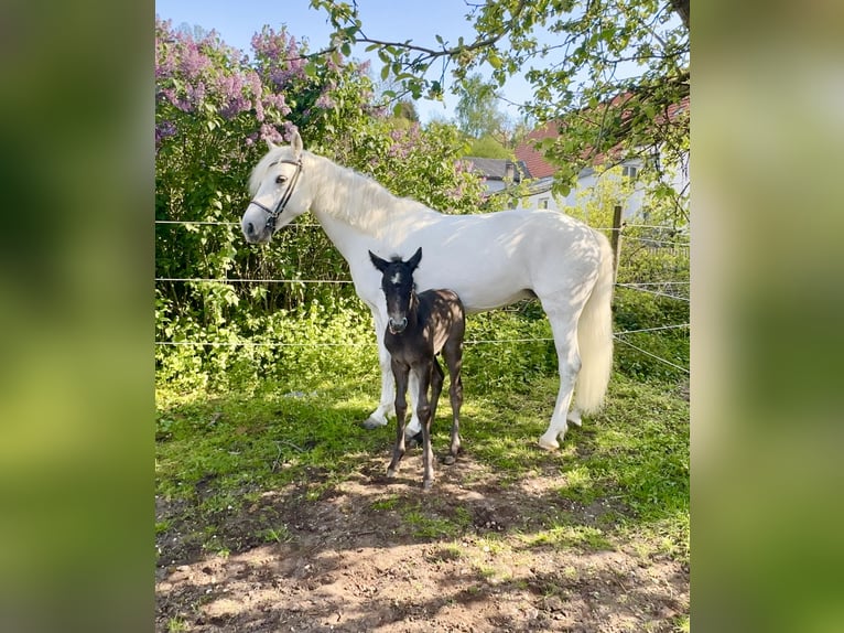 Connemara Giumenta 7 Anni Grigio pezzato in Lisberg