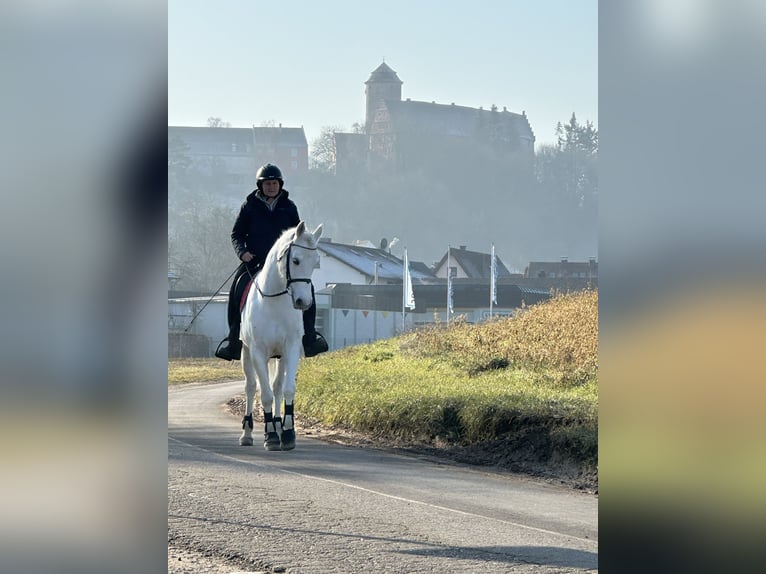 Connemara Giumenta 7 Anni Grigio pezzato in Lisberg