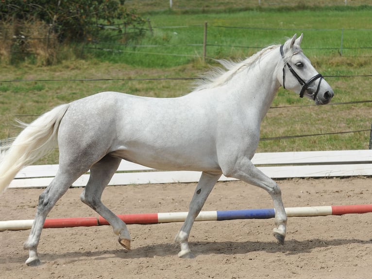 Connemara Giumenta 7 Anni Grigio pezzato in Lisberg