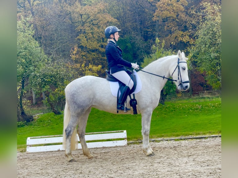 Connemara Giumenta 7 Anni Grigio pezzato in Lisberg