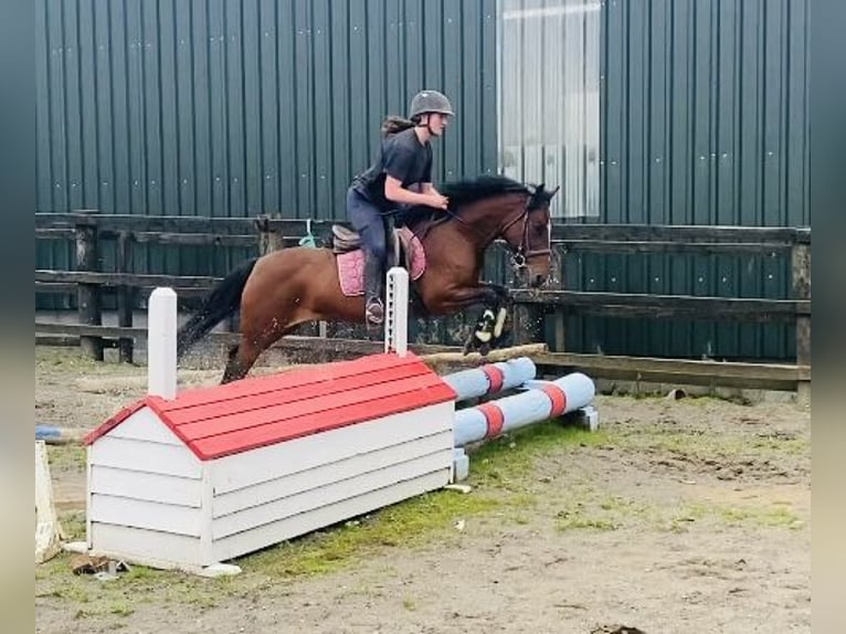 Connemara Giumenta 8 Anni 140 cm Baio in Sligo