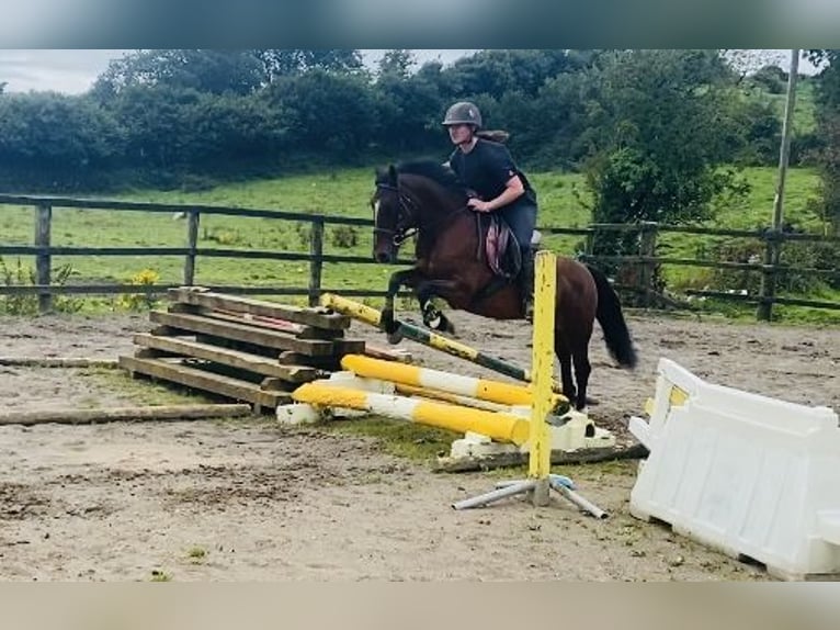 Connemara Giumenta 8 Anni 140 cm Baio in Sligo