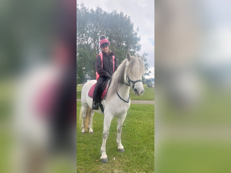 Connemara Giumenta 8 Anni 142 cm Grigio in Belfast