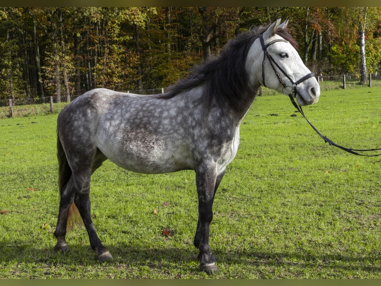 Connemara Mix Giumenta 8 Anni 145 cm Grigio in Herten