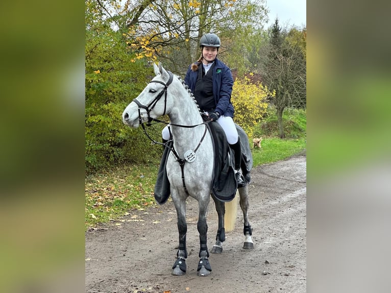 Connemara Giumenta 8 Anni 146 cm Grigio in Brakel