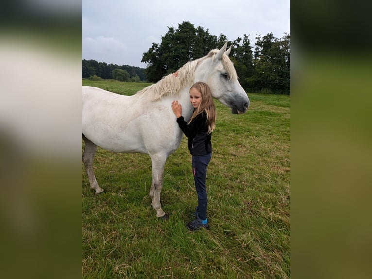 Connemara Giumenta 8 Anni 147 cm Grigio in Neustadt am Rübenberge