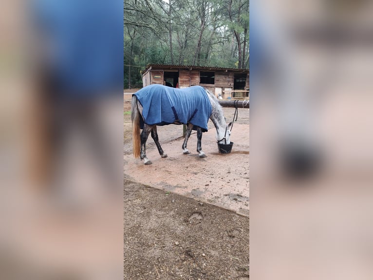 Connemara Giumenta 8 Anni 147 cm Grigio pezzato in La Ciotat