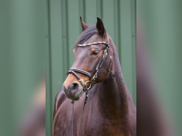 Connemara Mix Giumenta 8 Anni 148 cm Baio in Niederlangen