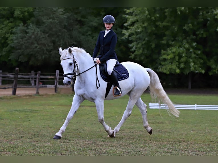 Connemara Giumenta 8 Anni 148 cm Grigio in Chot&#x11B;bo&#x159;