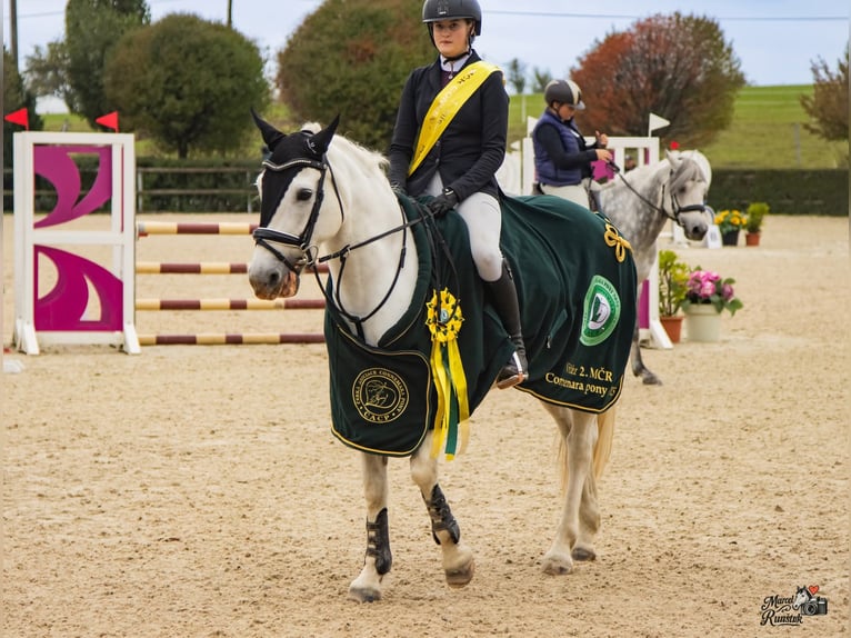 Connemara Giumenta 8 Anni 148 cm Grigio in Chot&#x11B;bo&#x159;