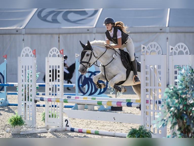 Connemara Giumenta 8 Anni 148 cm Grigio in Chot&#x11B;bo&#x159;