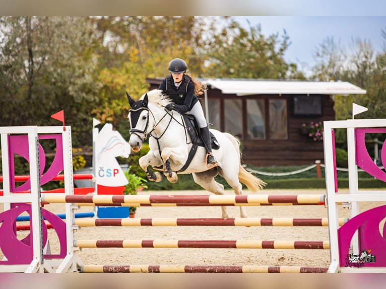 Connemara Giumenta 8 Anni 148 cm Grigio in Chot&#x11B;bo&#x159;