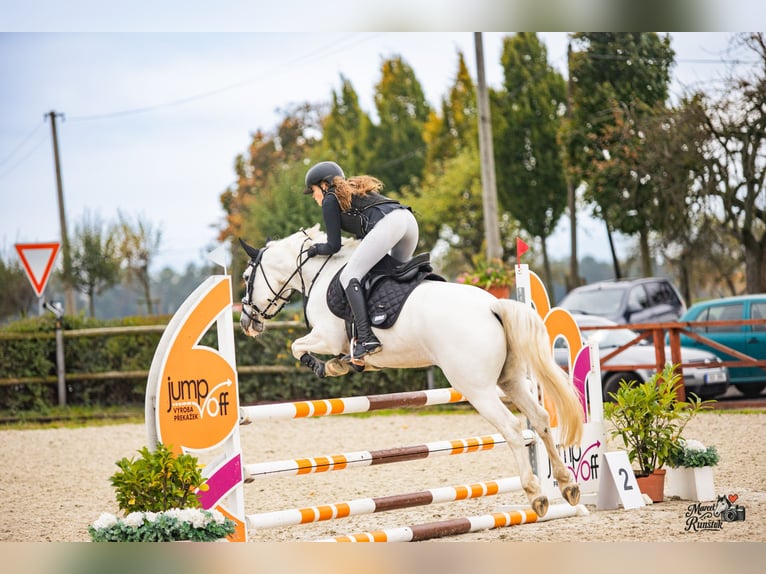 Connemara Giumenta 8 Anni 148 cm Grigio in Chot&#x11B;bo&#x159;