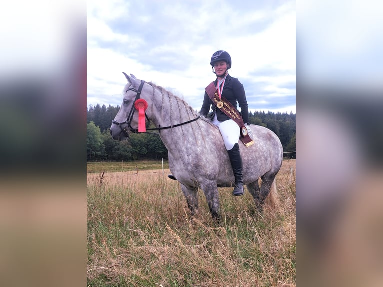 Connemara Giumenta 8 Anni 148 cm Grigio pezzato in Mittenaar