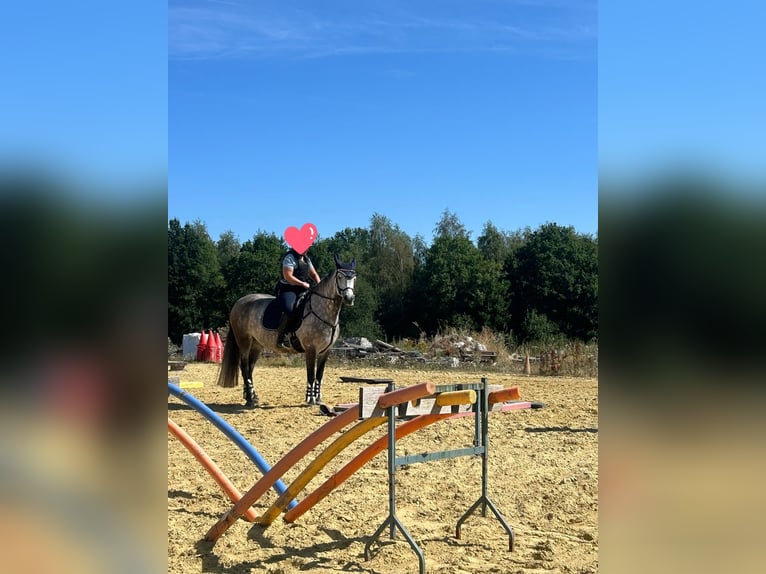 Connemara Giumenta 8 Anni 155 cm Grigio in Heinzenbach