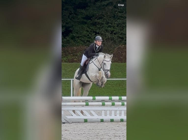 Connemara Giumenta 8 Anni 158 cm Grigio in Bad goisern