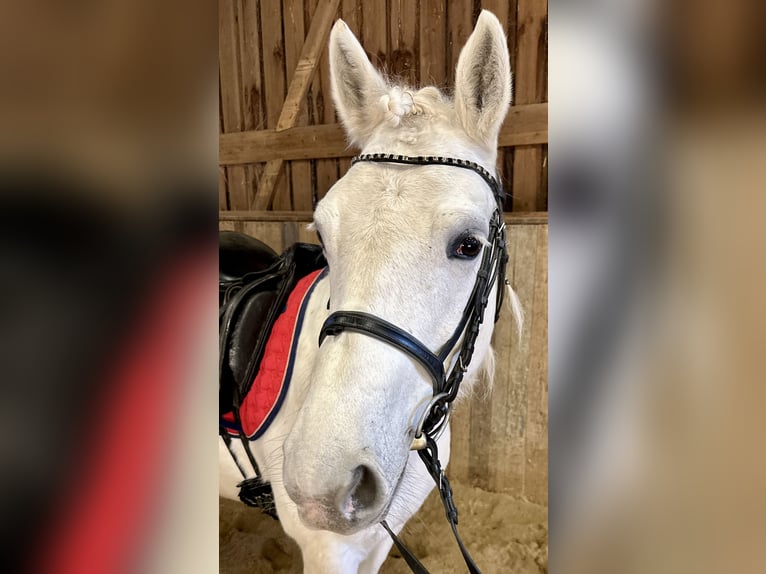 Connemara Giumenta 8 Anni Grigio pezzato in Lisberg