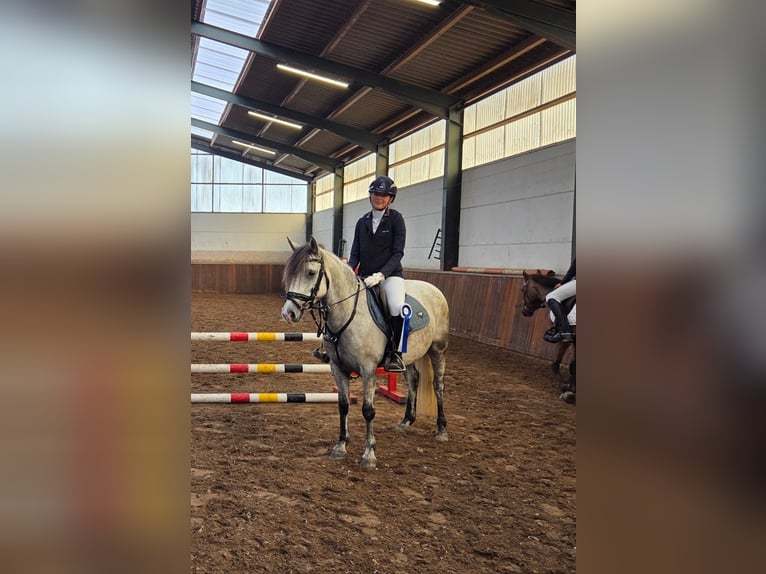 Connemara Mix Giumenta 9 Anni 136 cm Grigio in Etten-Leur