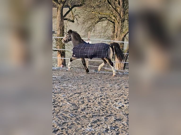 Connemara Giumenta 9 Anni 137 cm Pelle di daino in Bad goisern