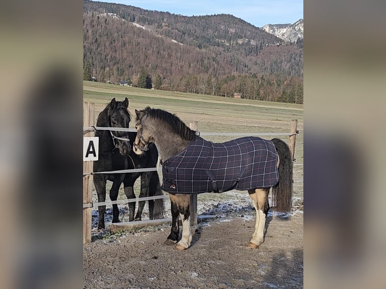 Connemara Giumenta 9 Anni 137 cm Pelle di daino in Bad goisern