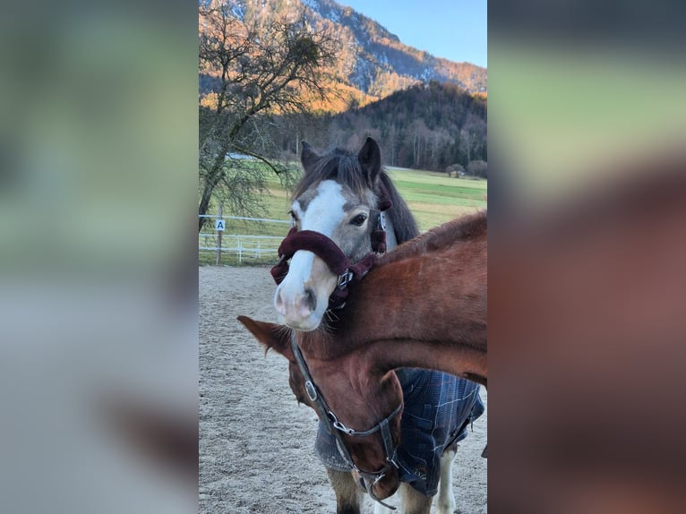 Connemara Giumenta 9 Anni 137 cm Pelle di daino in Bad goisern