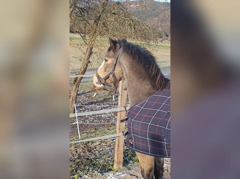 Connemara Giumenta 9 Anni 137 cm Pelle di daino in Bad goisern