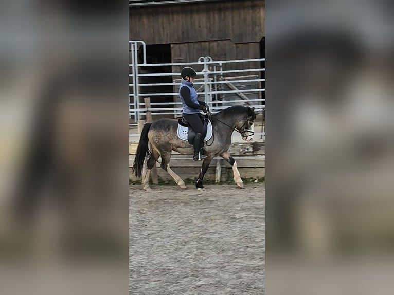 Connemara Giumenta 9 Anni 137 cm Pelle di daino in Bad goisern