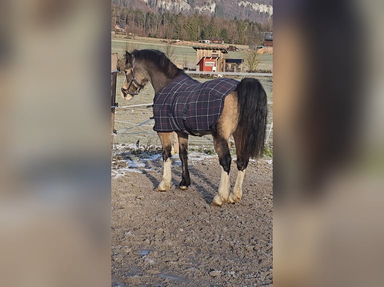 Connemara Giumenta 9 Anni 137 cm Pelle di daino in Bad goisern