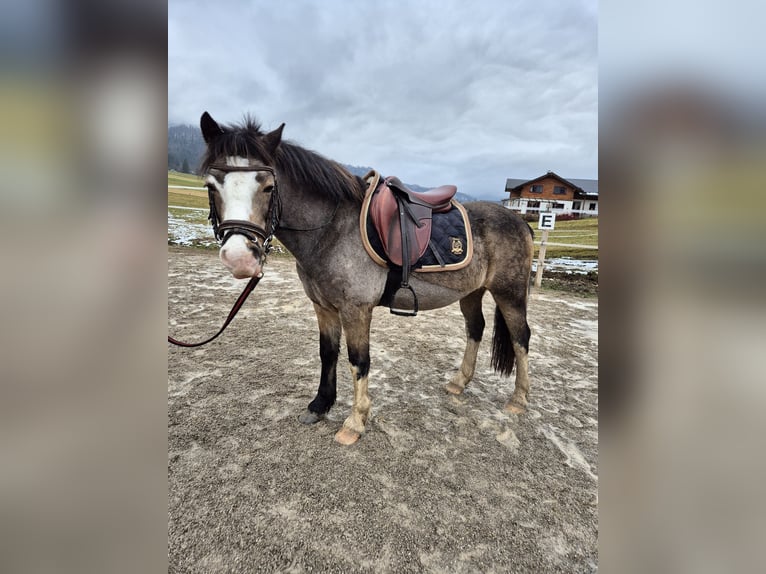 Connemara Giumenta 9 Anni 137 cm Pelle di daino in Bad goisern