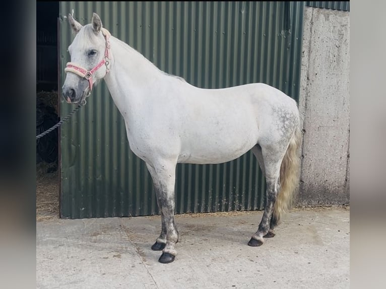 Connemara Giumenta 9 Anni 140 cm Grigio in Sligo