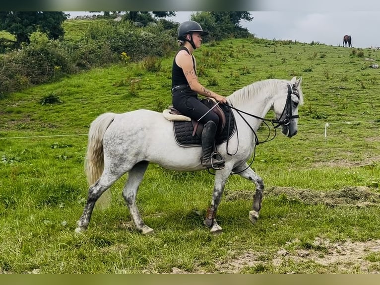 Connemara Giumenta 9 Anni 140 cm Grigio in Sligo