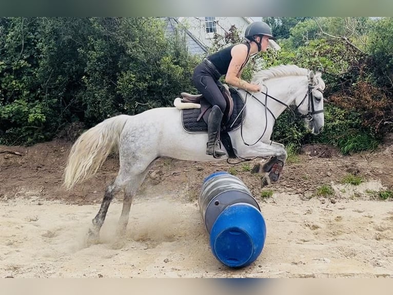 Connemara Giumenta 9 Anni 140 cm Grigio in Sligo