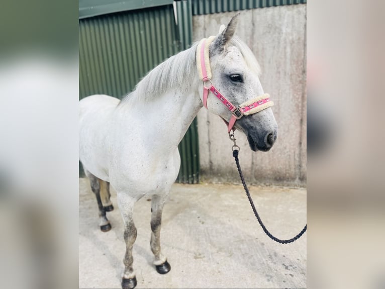 Connemara Giumenta 9 Anni 140 cm Grigio in Sligo