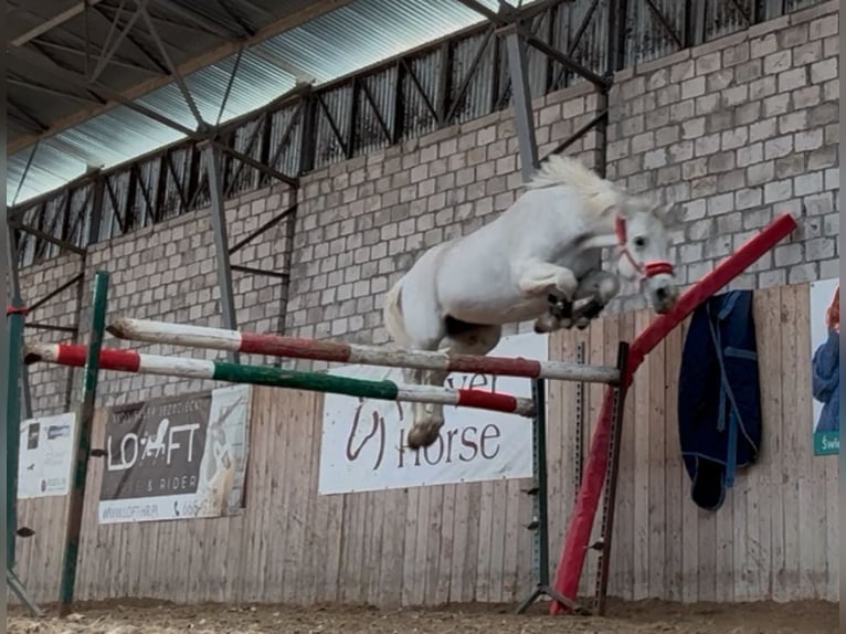 Connemara Giumenta 9 Anni 146 cm Bianco in Poznań Connemara Giumenta 9 Anni 146 cm Bianco in Poznań