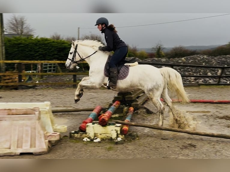 Connemara Giumenta 9 Anni 148 cm Grigio in Sligo
