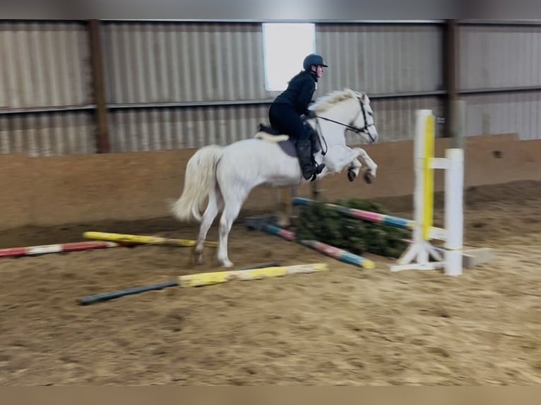 Connemara Giumenta 9 Anni 148 cm Grigio in Sligo