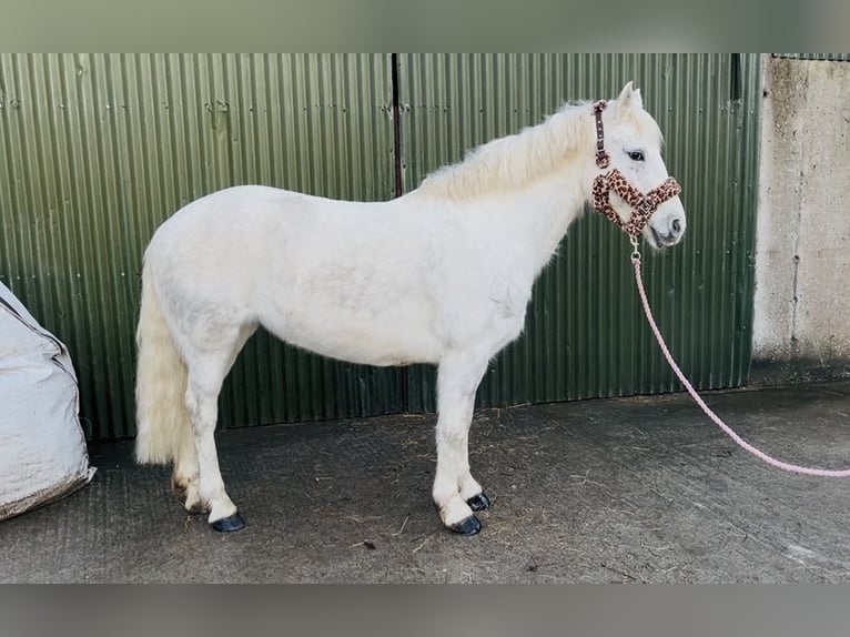 Connemara Giumenta 9 Anni 148 cm Grigio in Sligo