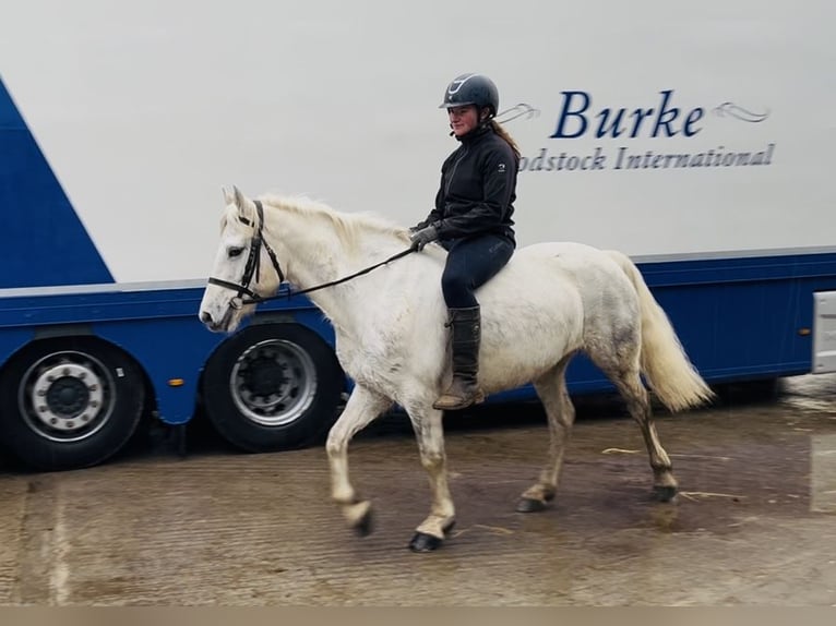 Connemara Giumenta 9 Anni 148 cm Grigio in Sligo