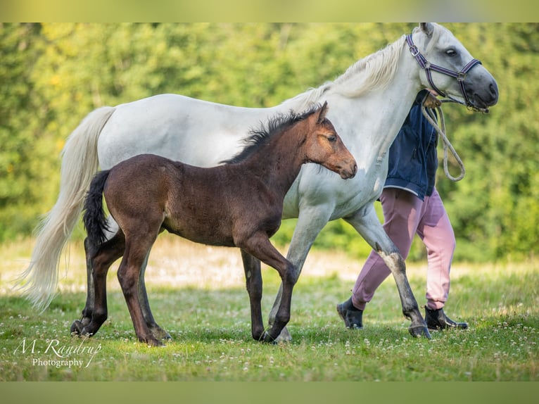 Connemara Giumenta Puledri (05/2024) 146 cm Grigio in Fjenneslev