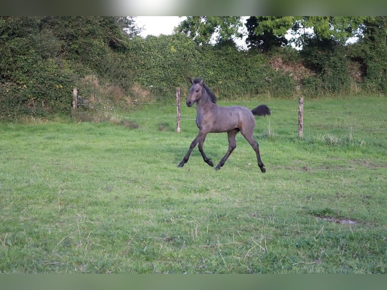 Connemara Giumenta Puledri
 (06/2024) 147 cm Baio roano in Limerick