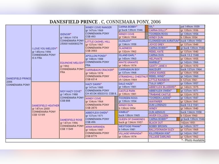 Connemara Giumenta Puledri (06/2024) 147 cm Baio roano in Limerick