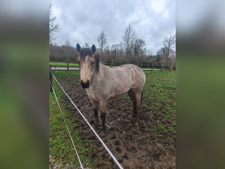 Connemara Hengst 10 Jaar 147 cm Schimmel in Villingendorf